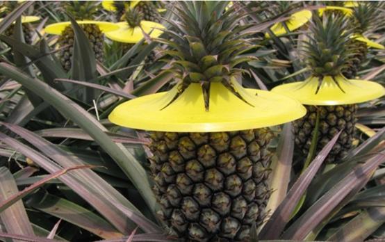 南国四大果品有哪几种,南国四大果菠萝