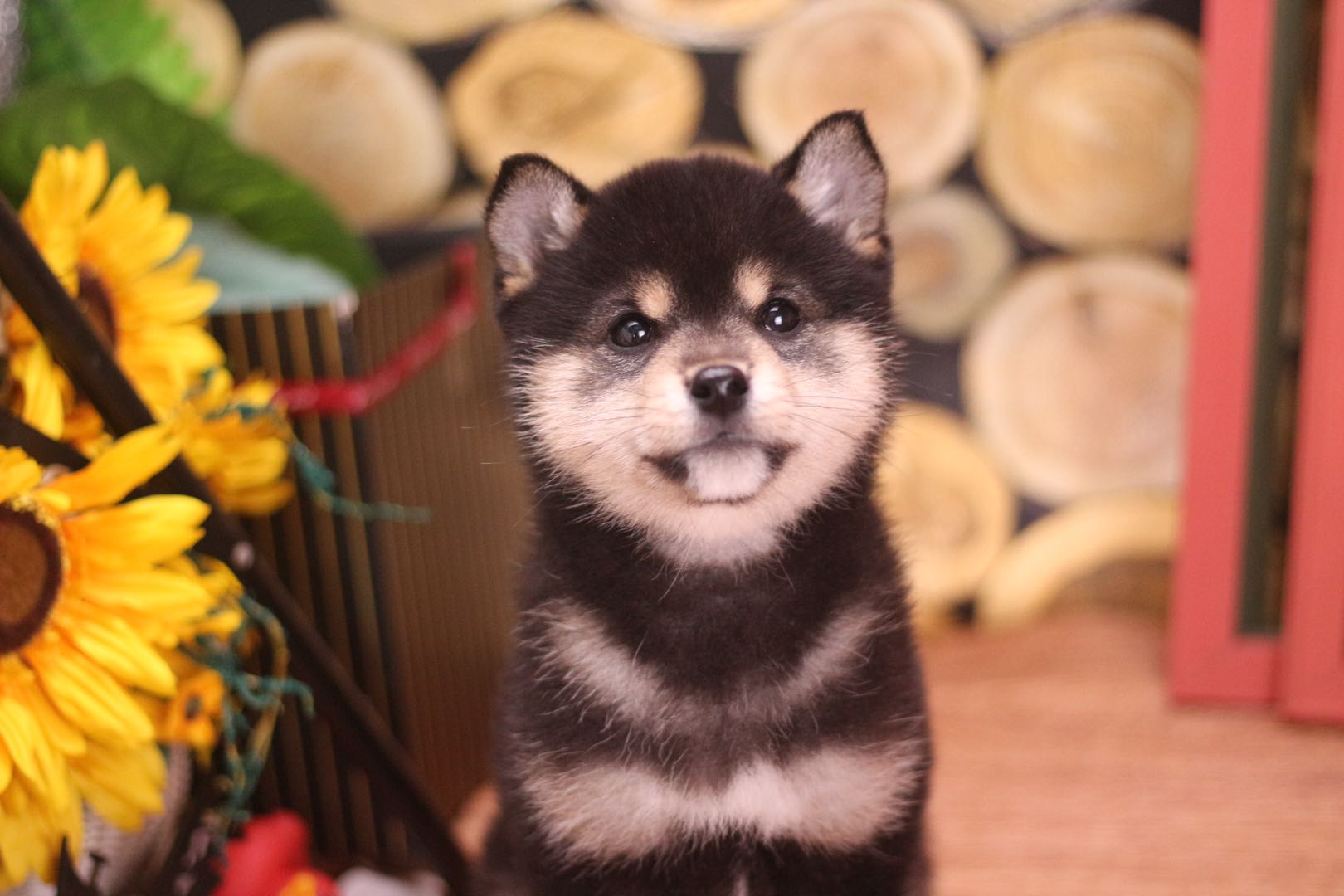 暴打小柴犬事件,柴犬被暴打后沉默