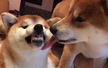 狗狗牙不齐视频,狗狗牙不完整