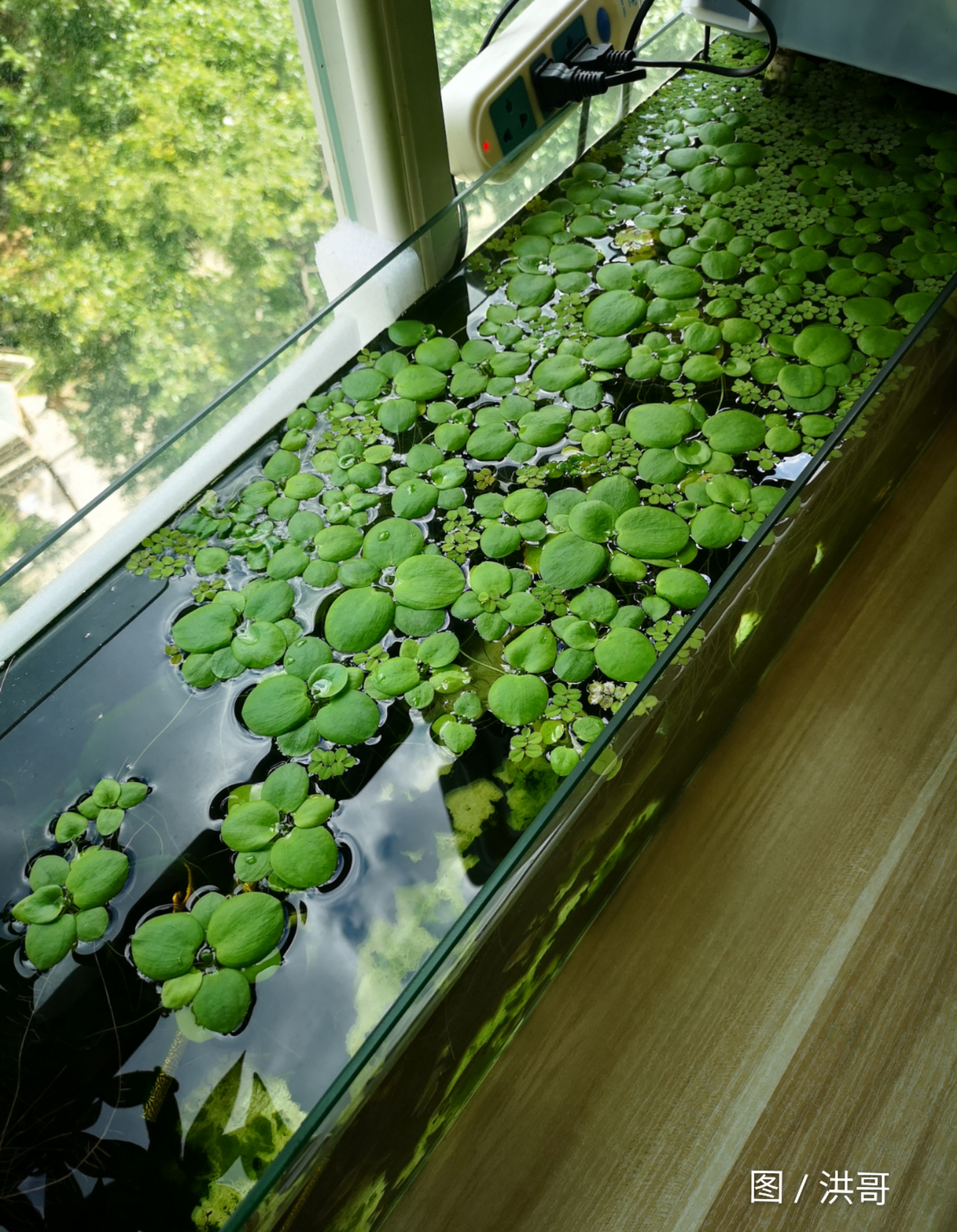 怎么养鱼缸的水质才稳定,水族箱用什么过滤最好