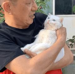 抖音里最火的网红猫,抖音上的几大网红猫