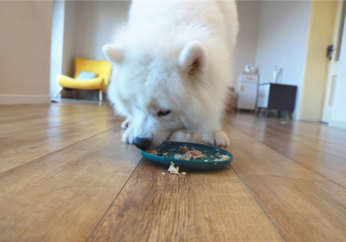 狗狗不吃饭怎么判断是否生病,狗狗拒食护食方法