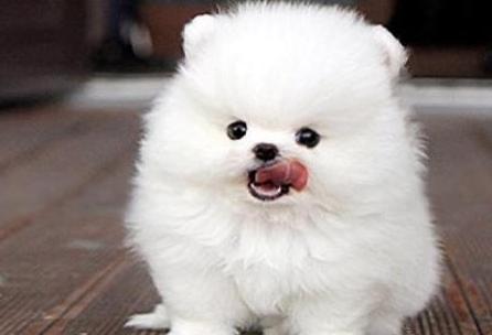 向往优宠_宠物，博美夏天呼吸不畅怎么办_出气困难_喘气_鼻塞_