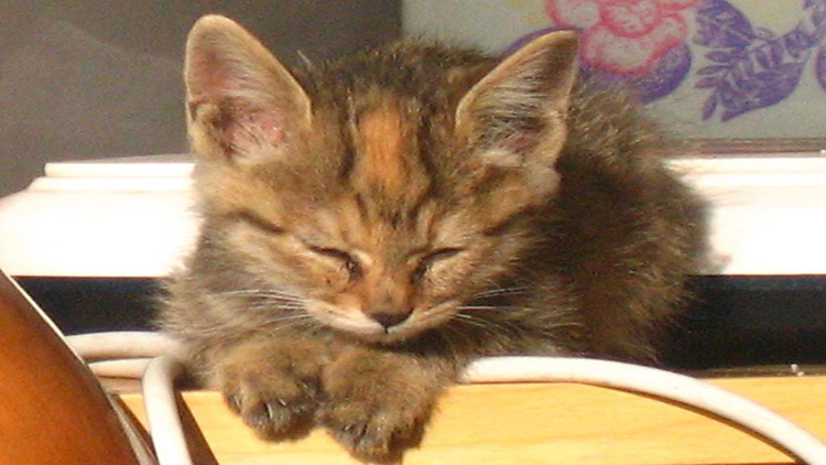 如何从猫咪的叫声中听懂信息,解读猫咪的各种叫声