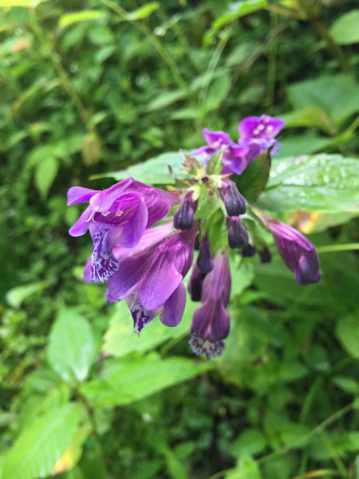 峨眉山登顶佛像,峨眉山登顶记完整版