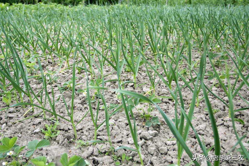 芦笋见大蒜,迟早必落难,芦笋见香菜,神气又豪迈。是啥意思?