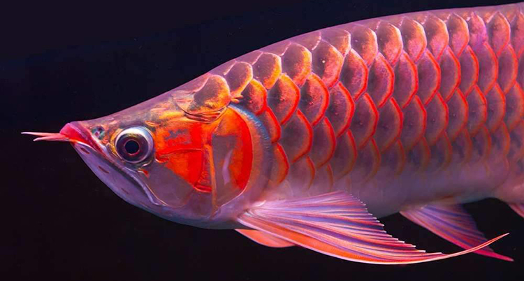 寄生虫容易导致龙鱼趴缸么,龙鱼寄生虫如何去除最有效