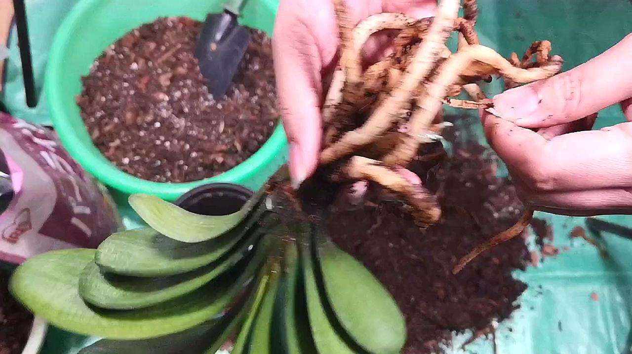 土壤雨后板结如何给土壤松土,土壤板结自制肥料松土