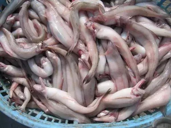 宁波一渔民整理海鲜大全,宁波最全的海鲜