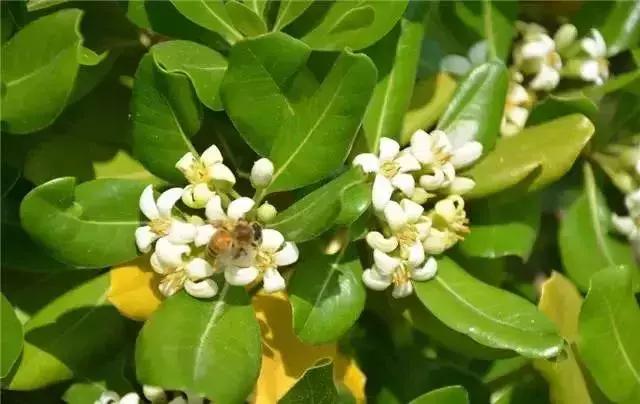 身边常见花卉识别,身边常见的树有哪些