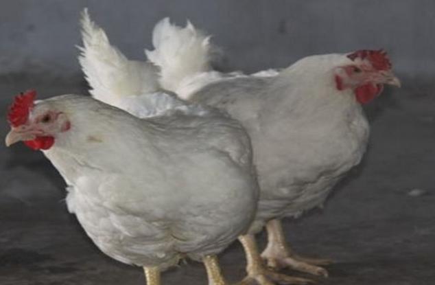 817肉鸡养殖,肉鸡养殖的优势