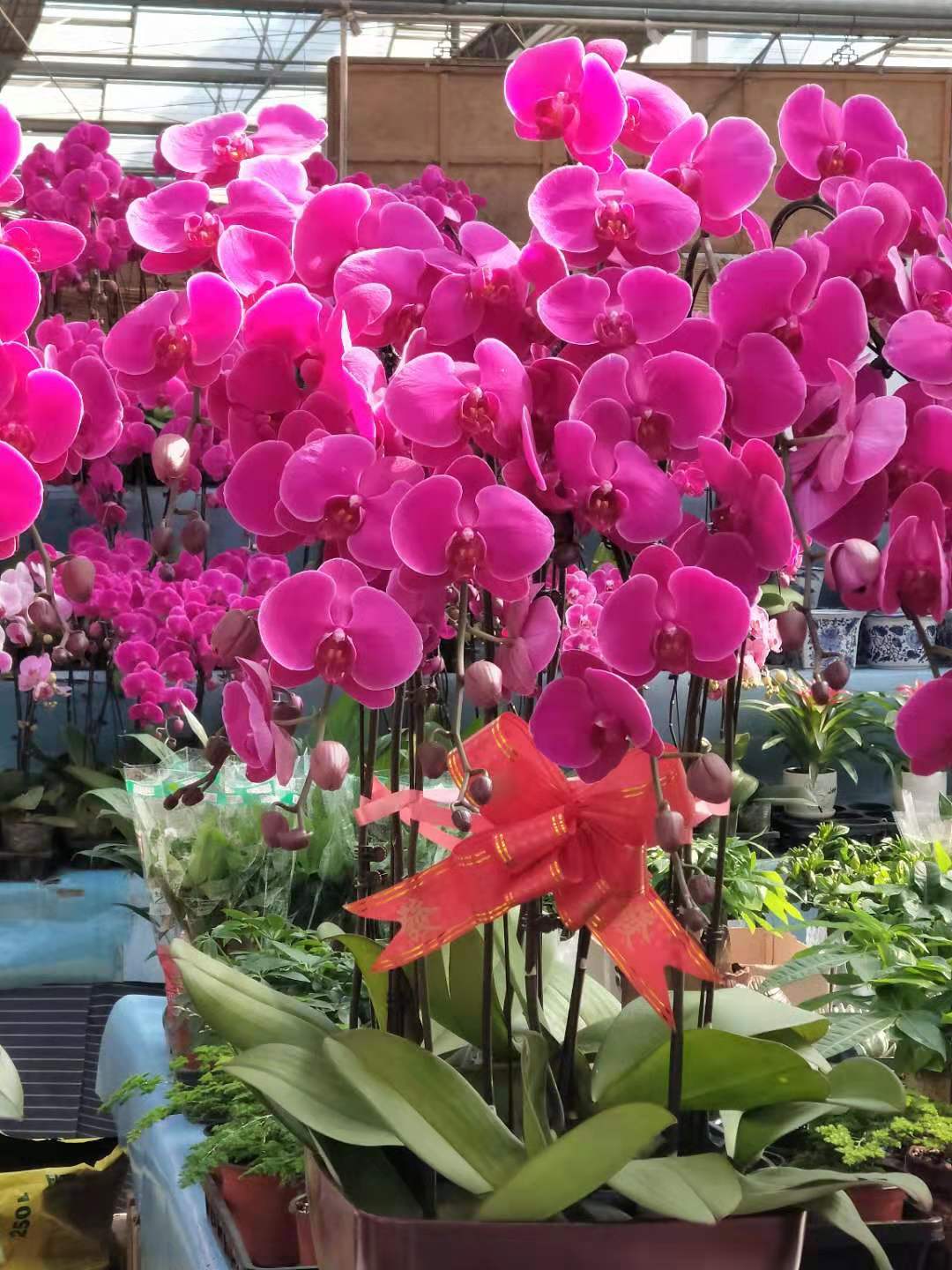 天津哪里有多肉卖,天津市多肉植物基地在哪里