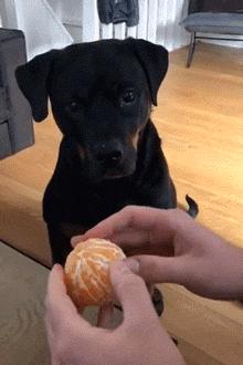 狗狗最不能吃的三种水果,狗狗哪些水果是不能吃的