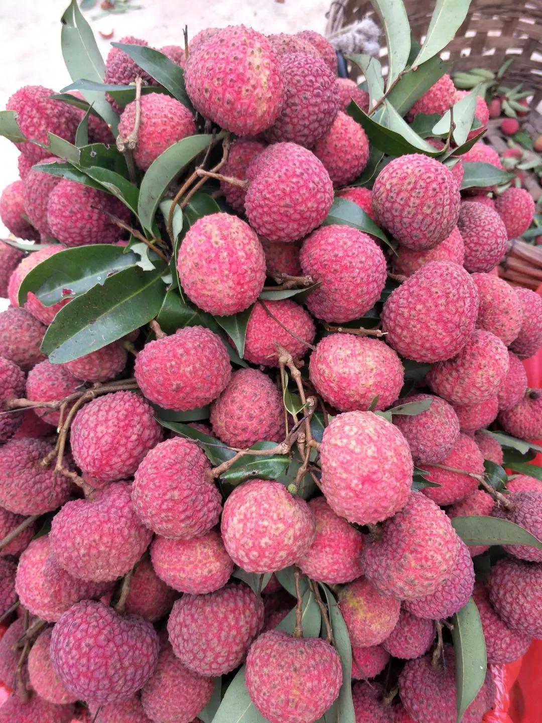 黑叶荔枝批发价,几万斤黑叶荔枝卖不出去