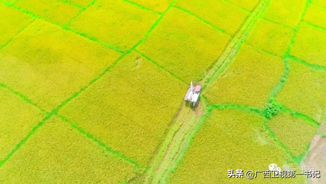 “仙草林”有什么致富宝？“罗曼粉”还可以下“金蛋.......