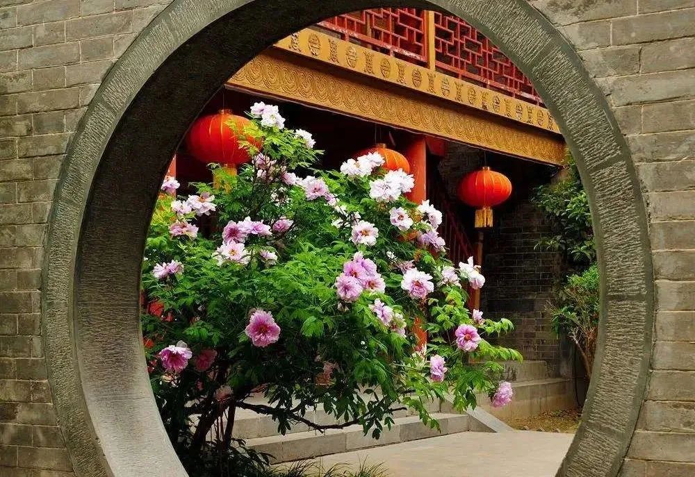 养花人最值得养的十二种花，一种花一种风华，你家养了几种？