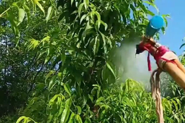 桃的果实内部有很多虫粪，多是被桃小食心虫为害了，得好好防治了