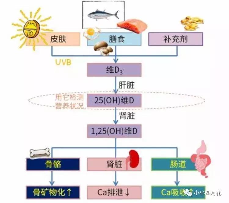 补充维生素d有用吗,补充维生素d的食物