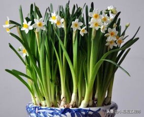 适合孕妇的室内绿植,家里有孕妇房间适合养什么植物