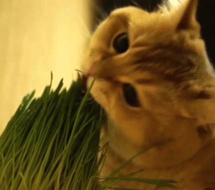 猫咪为啥光吃猫草根部不吃草,猫出去外面吃草还需要吃猫草吗