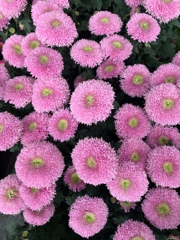 泰迪向日葵菊花,泰迪向日葵和玫瑰