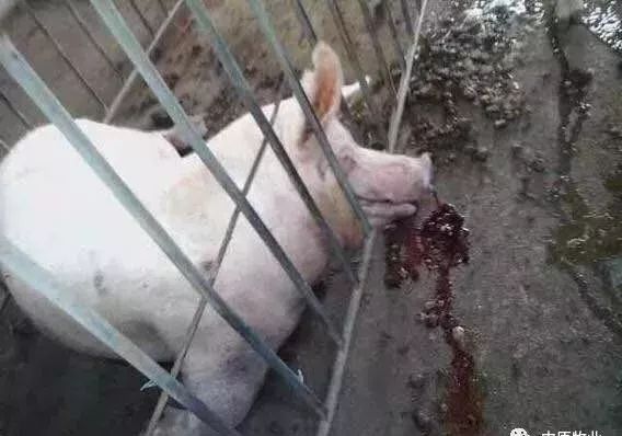 快看！非洲猪瘟终于找到有效的预防方案了，大户都是这样做的