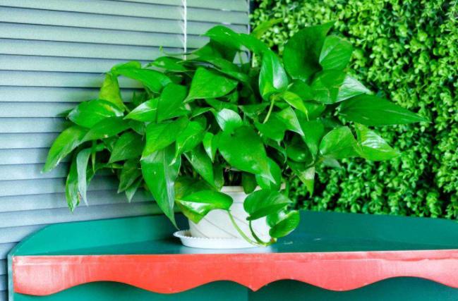 淘米水浇花招虫子吗,淘米水浇花会臭吗