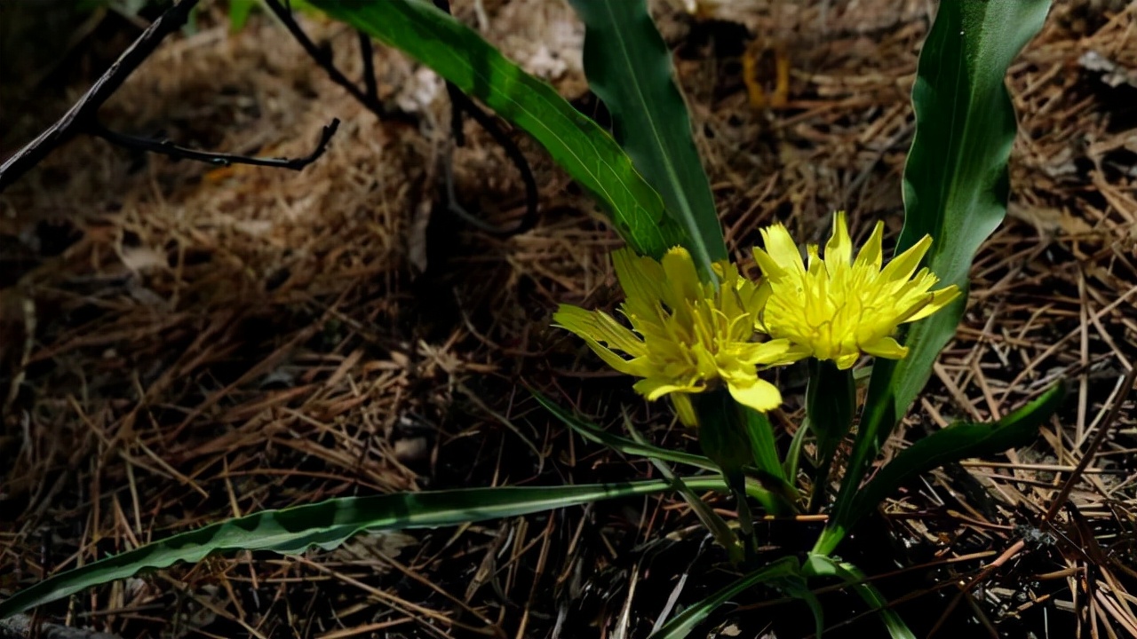 野生路边菊图片大全,农村山上的那种黄色的野菊花