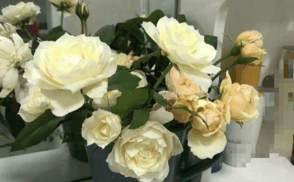 养花怕积水怎么办,养花怕黄叶怎么办