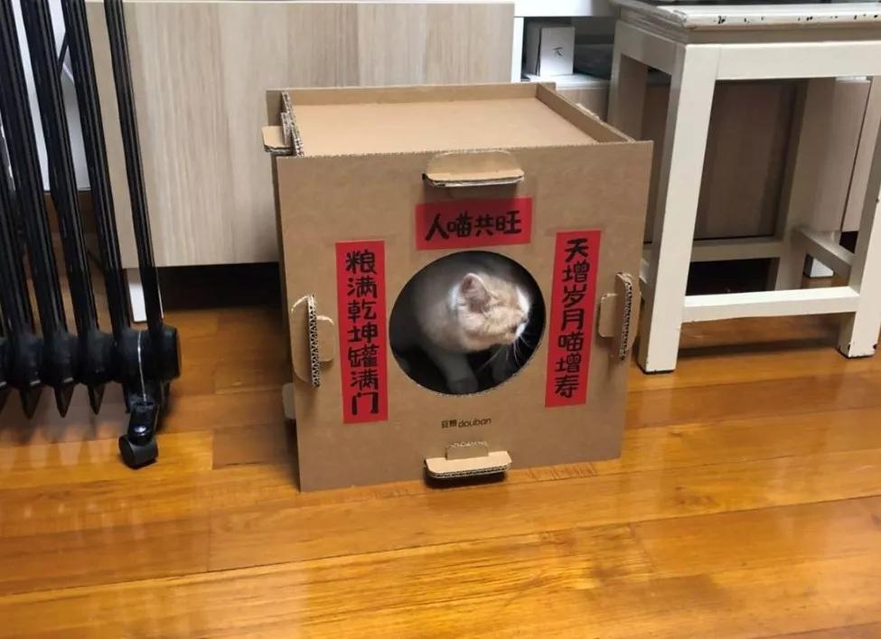 不建议养猫的十大坏处,奉劝各位养猫的朋友千万别养两只