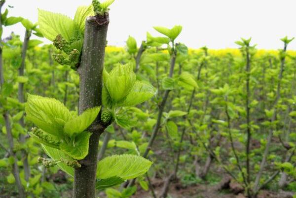 怎么种植桑树,蚕农种植什么桑树品种好