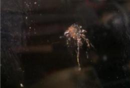 玻璃老是檫不干净吗？还有如何处理机油进水的判断和解决办法