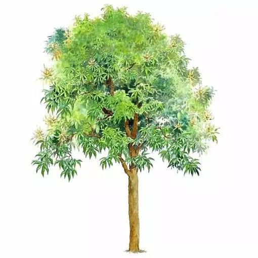 十种不同树叶的画法,五种不同树木的画法简单的