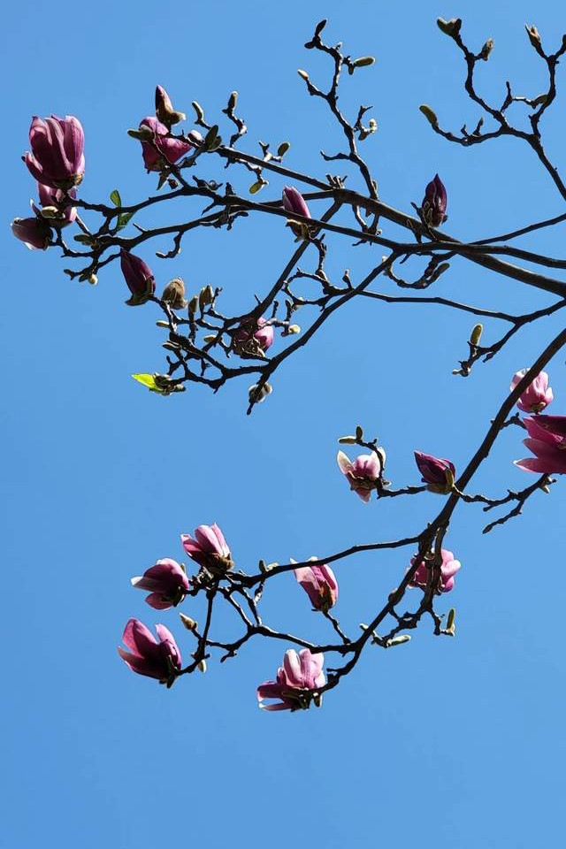 巴中婚俗,四川巴中婚礼介绍人摆礼说词