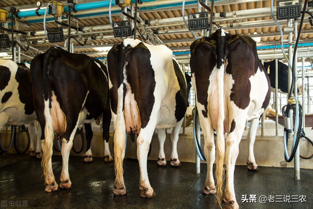 山西大哥养30头牛,山西大哥养牛