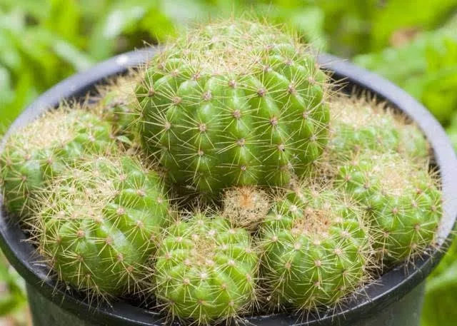 2021央视十大除甲醛植物排行榜,客厅适合摆放的十大植物除甲醛