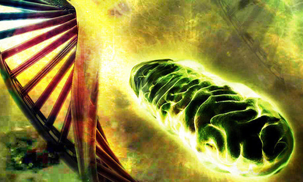 张掖肉牛线粒体DNAD-loop区研究的发展方向和潜在应用价值