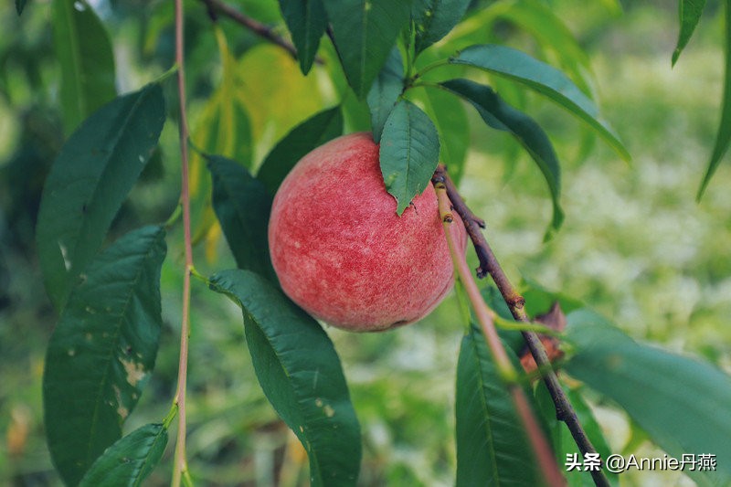 距离重庆最近的避暑城市,离主城近的夏日重庆避暑圣地