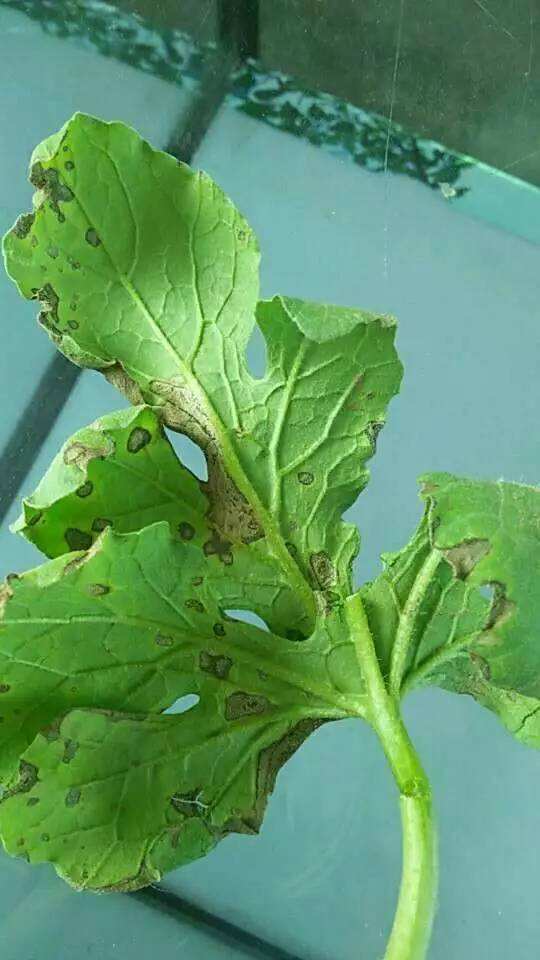 枯萎病青枯病根腐病怎么防治,青枯病根腐病的防治