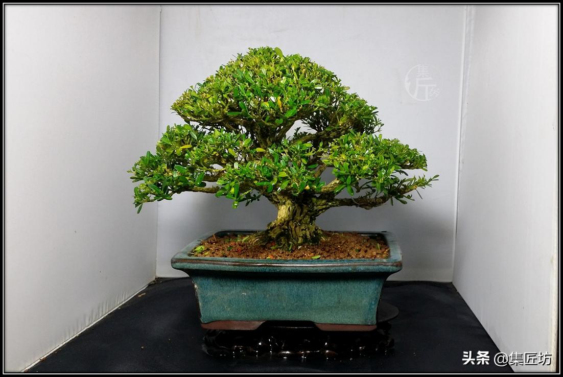 盘点五大树桩盆景流派和常用树种,盆景初学者种什么好