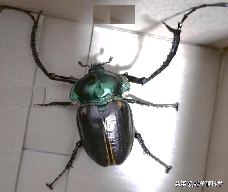 阳彩臂金龟灭绝原因,靖安县发现阳彩臂金龟