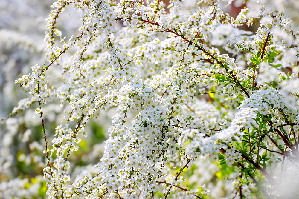 上海世博文化公园有梨花开吗,上海园林文化公园