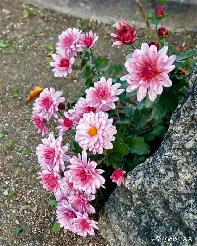 头上的疤痕可以彻底修复吗,头上疤痕难愈合