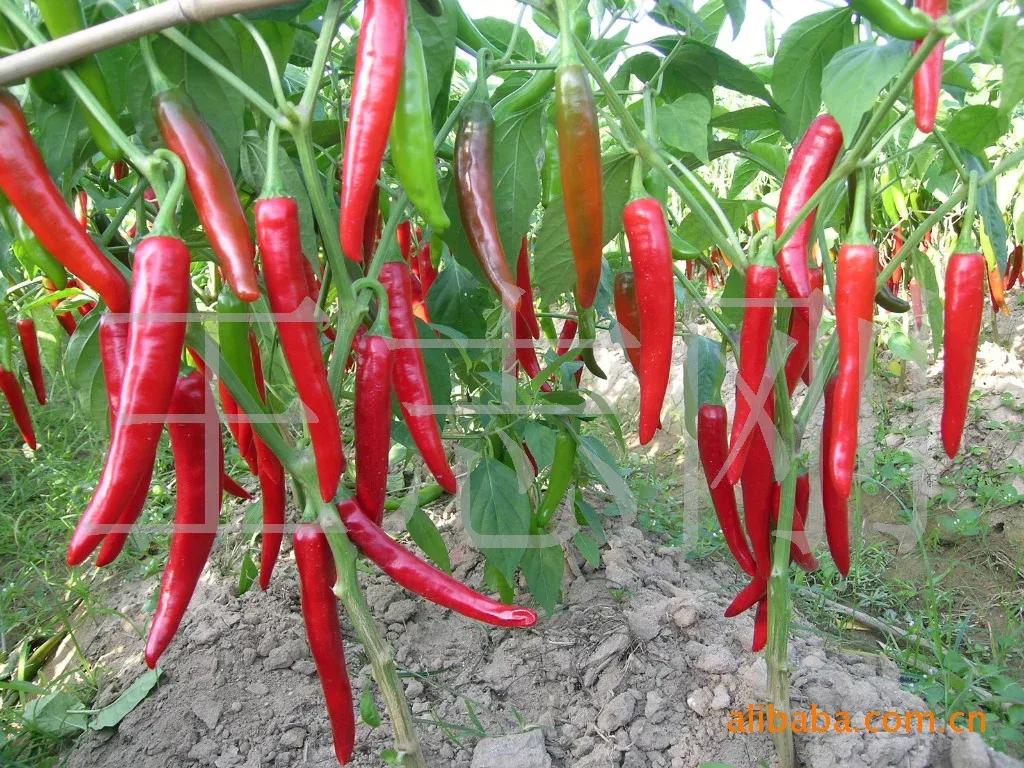 泡菜追溯,韩国泡菜起源于四川泡菜吗