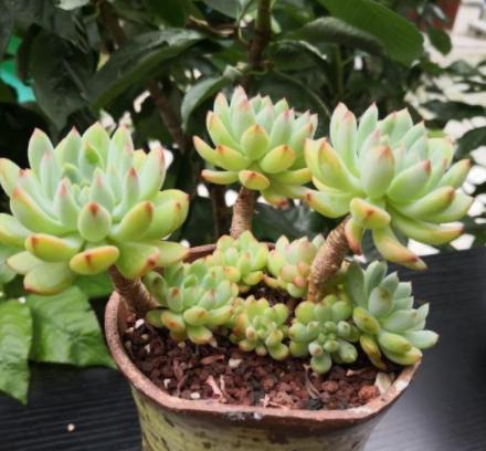 鹿角海棠叶子为何发皱,鹿角海棠干瘪发皱了如何救活