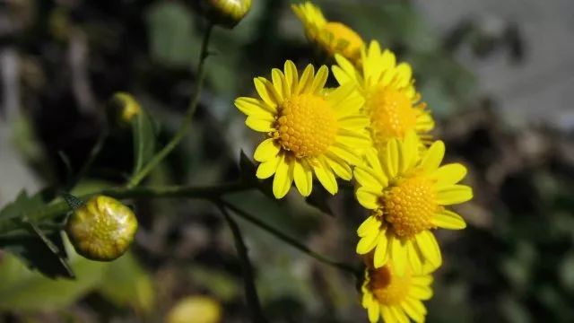 草木人间*我说的小*菊黄**，是好吃的菊花脑