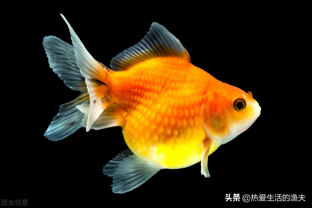 金鱼拉的细长的白线怎么办,金鱼拉得太多怎么办