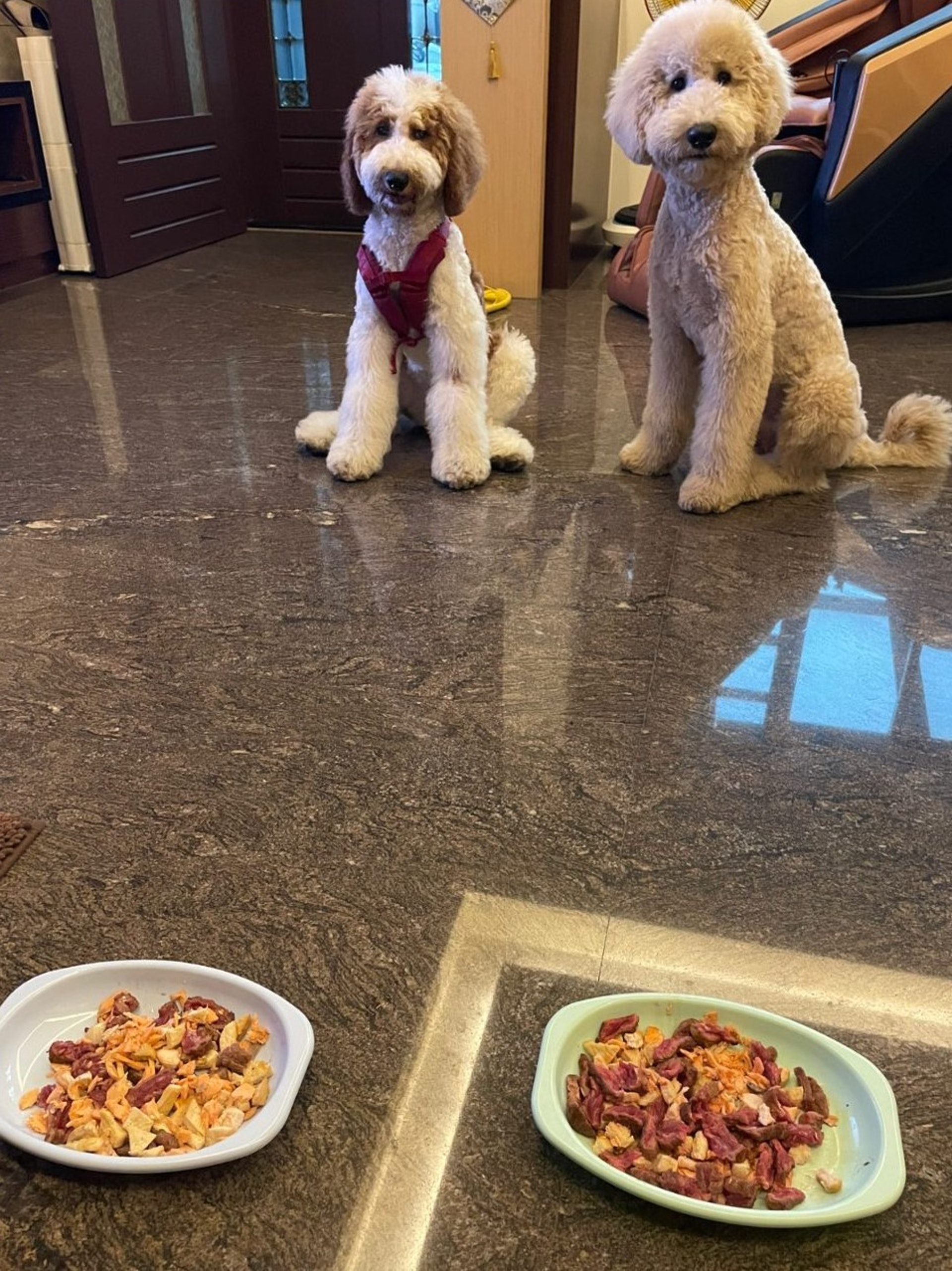 家里两只巨型贵宾犬,巨型贵宾犬发疯