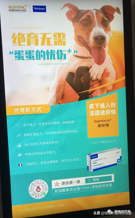 猫咪绝育生化检查坑人套路,猫绝育手术后的注意事项