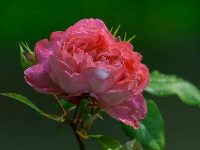 至爱之花,至爱之花歌曲